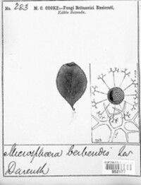 Erysiphe berberidis image
